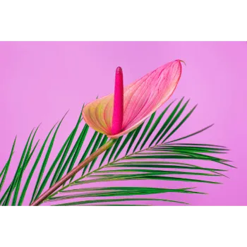 Fresh Tropical Flower